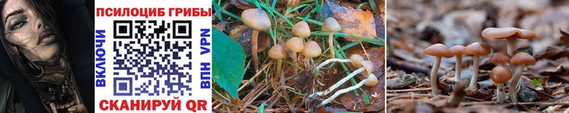 МЕГА онион  как найти закладки  Егорьевск  Галлюциногенные грибы Psilocybine cubensis 